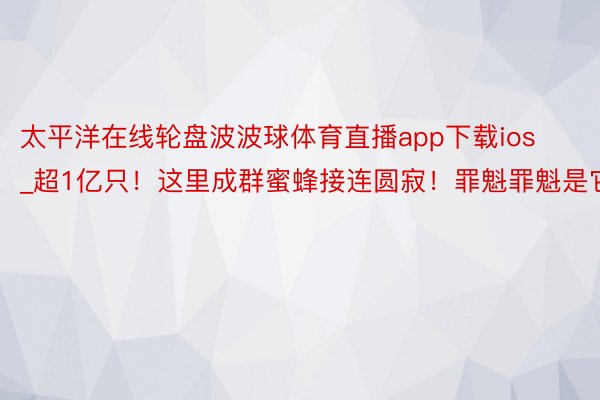 太平洋在线轮盘波波球体育直播app下载ios_超1亿只！这里成群蜜蜂接连圆寂！罪魁罪魁是它